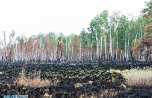 Die Lage beim Waldbrand in Hohenleipisch/Plessa
