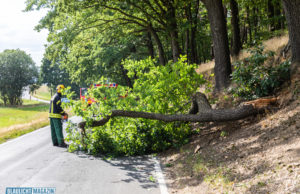 Großer Ast stürzt in Mittelbach auf die Straße