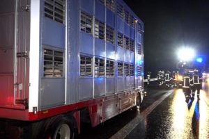 Schweinetransport fängt auf der Autobahn Feuer – Feuerwehr rückt an und rettet den Tieren das Leben