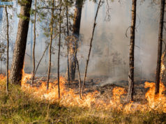 Elbe-Elster: Mutmaßlicher Brandstifter von der Polizei gefasst