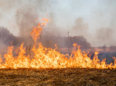 Feldbrand springt auf Gartensparte über – 40 Kleingärten betroffen 🔥