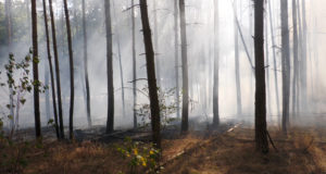 Feuerwehr löscht Waldbrand zwischen Königsbrück und Neukirch