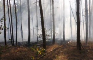Feuerwehr löscht Waldbrand zwischen Königsbrück und Neukirch
