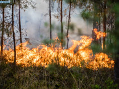 Schwieriger Waldbrand im Zittauer Gebirge