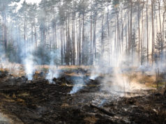 Waldbrand in Belgien – auch Deutsche Kräfte im Einsatz