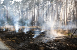 Waldbrand in Belgien – auch Deutsche Kräfte im Einsatz