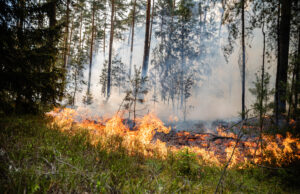 Waldbrandeinsatz in der Gohrischheide geht heute weiter