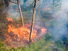 Einsatzbericht: Waldbrand am Brocken, September 2024