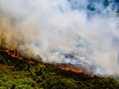 Waldbrand im Harz: Flammen lodern am Königsberg