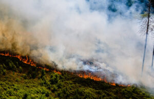 Waldbrand im Harz: Flammen lodern am Königsberg