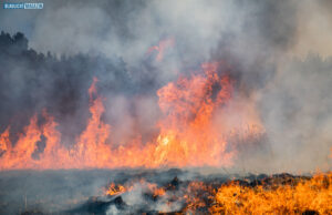Waldbrand in Polen: 450 Hektar von Nationalpark in Flammen