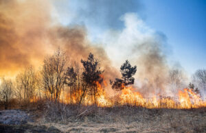 Waldbrand im Biebrza-Nationalpark unter Kontrolle – Einsatzkräfte ziehen ab