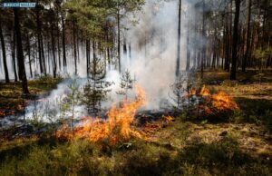 Waldbrand in der Gohrischheide – Munition erschwert Löscharbeiten