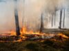 Ausgedehnter Waldbrand in Südbrandenburg führte zu Evakuierungen