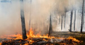 Ausgedehnter Waldbrand in Südbrandenburg führte zu Evakuierungen