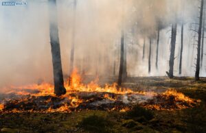 Ausgedehnter Waldbrand in Südbrandenburg führte zu Evakuierungen