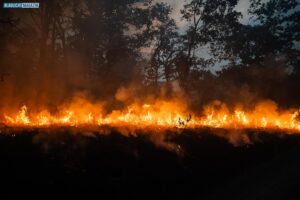 20250703_Waldbrand_Gohrischheide-016